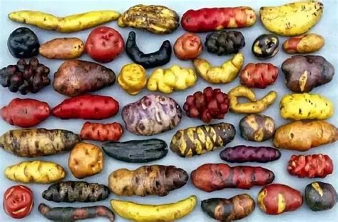 Fotografía de papas chilotas de diferentes variedades y texturas, mostrando la diferencia entre las harinosas y las ricas en chuño.