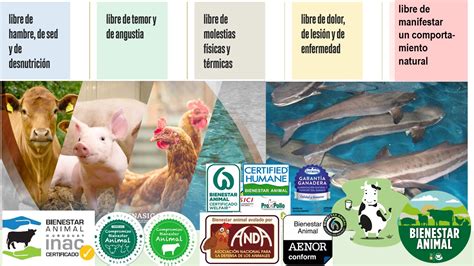 Infografía que resume las acciones clave para mejorar el bienestar animal en cada etapa de la cadena de producción cárnica (pre-embarque, embarque, transporte, desembarque, alojamiento, conducción, insensibilización, degüello).