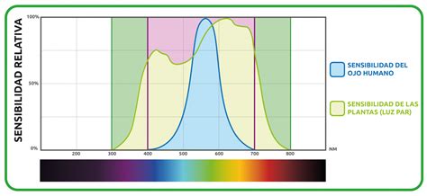 Gráfico comparativo de requerimientos de luz solar para diferentes tipos de cebolla (día corto, medio, largo)