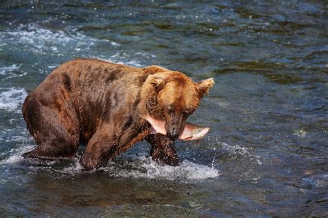 Oso pardo pescando salmón en una cascada