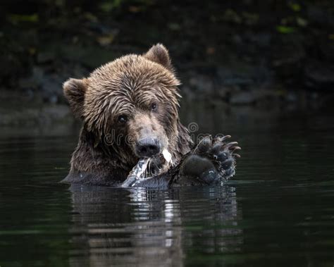 Oso Kodiak comiendo bayas en una ladera