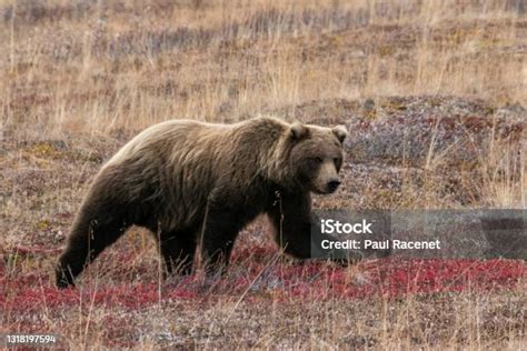 Oso pardo cruzando un camino en el Parque Nacional Denali