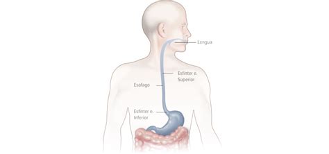 Esquema del sistema digestivo de un bebé mostrando el esfínter esofágico inferior.