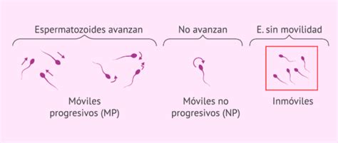 Diagrama de los resultados del estudio: reducción de la movilidad espermática tras la exposición al extracto de piña en pruebas de laboratorio.