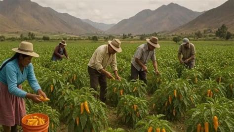 Campo de cultivo de ajíes amarillos en el sur de Perú