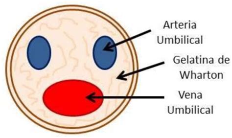 Características de la Gelatina de Wharton y su ubicación en el cordón umbilical