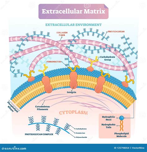 Esquema de la composición de la matriz extracelular de la Gelatina de Wharton, incluyendo GAGs y factores de crecimiento
