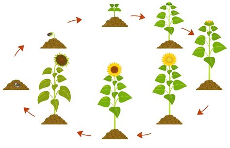 Infografía: Ciclo de vida del pan duro, desde su hidratación hasta su transformación en postres gourmet.