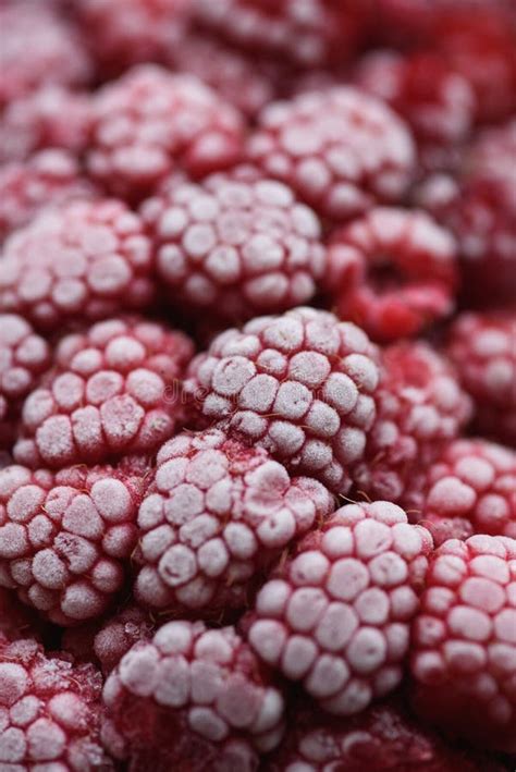Frambuesas frescas y congeladas, con termómetro mostrando -20°C