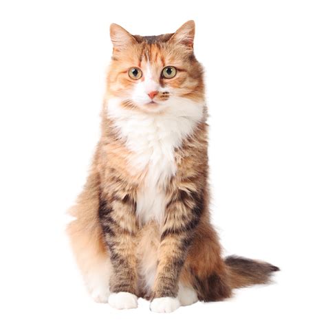 Imagen de un gato adulto con pelaje brillante y saludable.