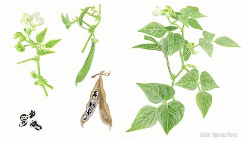 Esquema botánico de la planta Phaseolus vulgaris resaltando el desarrollo de la vaina y la semilla del poroto negro.