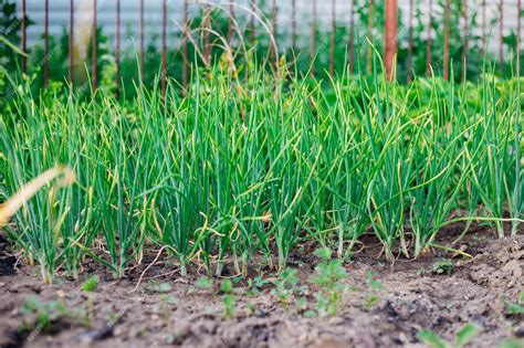 Campo de cebollas jóvenes creciendo en hileras