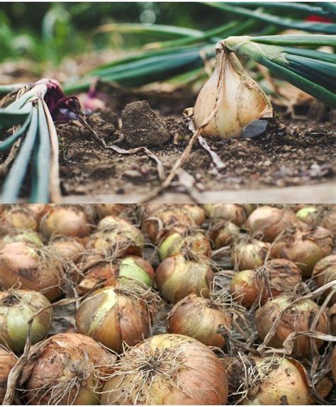 Cebollas listas para la cosecha con hojas secas