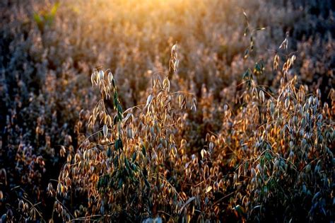 Campo de avena al atardecer