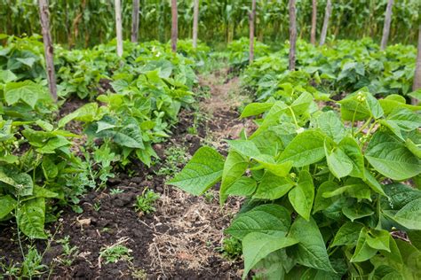 Campo de cultivo de frijol Phaseolus vulgaris L. en Cuba, mostrando plantas jóvenes y el suelo.