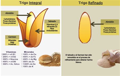 Esquema comparativo del grano de trigo integral vs refinado