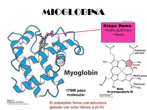 Esquema de la estructura molecular de la mioglobina y su grupo hemo