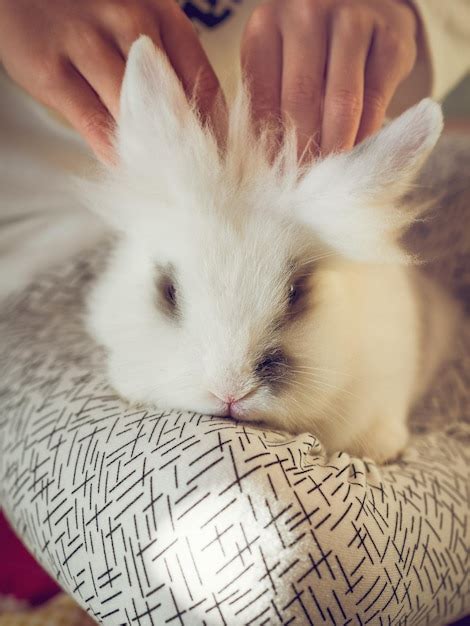 Persona acariciando a un conejo en casa
