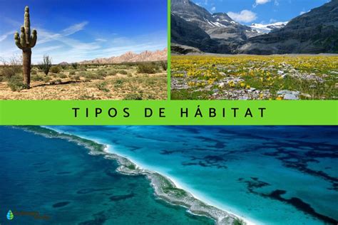 Pez Capelán en su hábitat natural o en un gráfico de su ecosistema