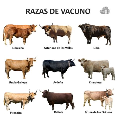 Esquema de las clasificaciones de la carne de vacuno por edad, mostrando el color y la textura de la carne en cada etapa