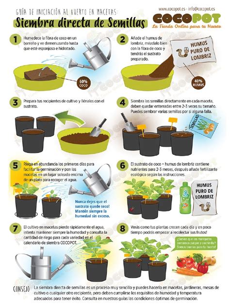 esquema de siembra directa vs. semillero
