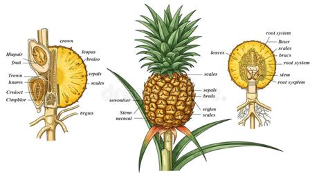 Ilustración botánica de la planta de piña mostrando sus estructuras principales: tallo, hojas en roseta, corona y fruto compuesto.
