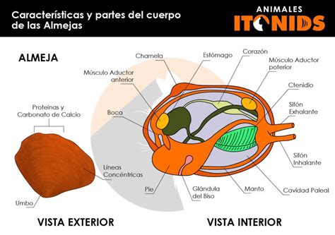 Esquema de la anatomía de una almeja y su ciclo de vida