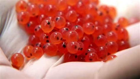 Foto de ova de salmón con microftalmia