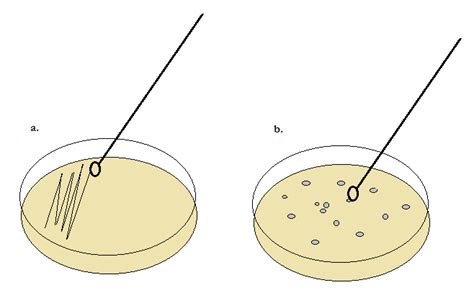 Esquema de laboratorio mostrando la inoculación de una muestra en una placa de Petri y su posterior incubación para el crecimiento bacteriano.