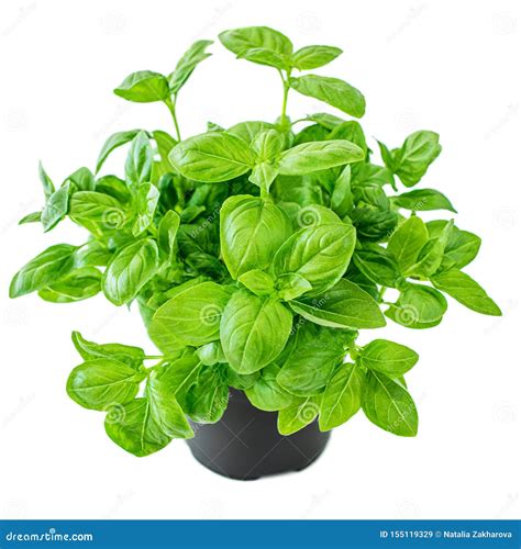 Planta de albahaca con sus hojas verdes