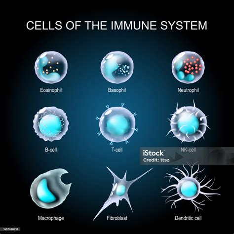 Ilustración de células del sistema inmune