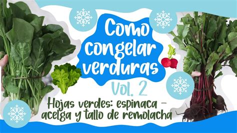 Infografía que muestra los dos métodos principales de congelación: acelgas crudas vs. acelgas escaldadas (blanqueadas).
