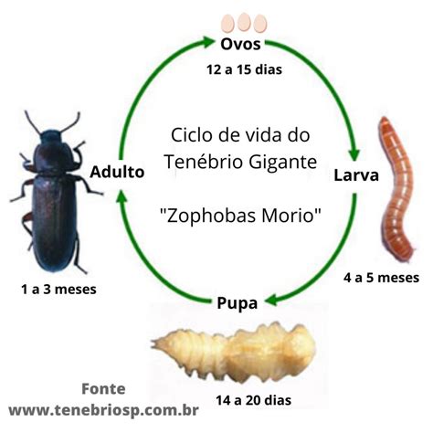 Esquema de las etapas de vida del Tenebrio molitor