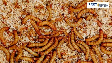 Primer plano de una larva de Tenebrio molitor