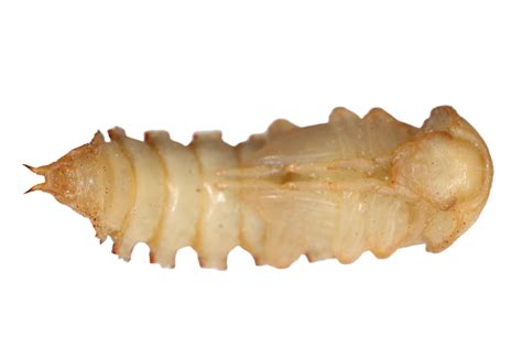 Cerca de una pupa de Tenebrio molitor