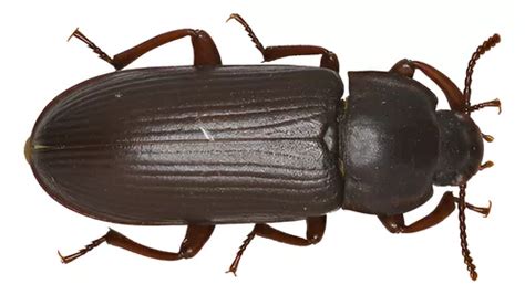 Escarabajo adulto de Tenebrio molitor