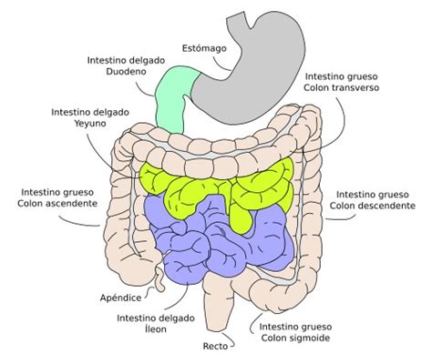 Esquema del intestino grueso y delgado con áreas afectadas por el SII