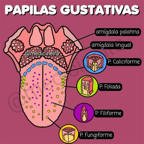 Esquema explicativo de las papilas gustativas y el efecto de la cinarina bloqueando los receptores del sabor dulce.
