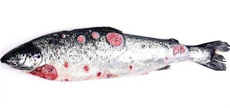 Salmón Atlántico con signos clínicos de SRS, mostrando úlceras o lesiones cutáneas