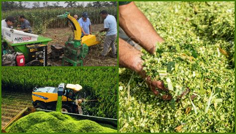 Esquema de diferentes variantes de ensilaje de maíz grano húmedo
