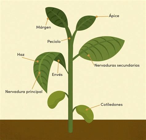 Esquema de las partes de una planta de poroto en crecimiento