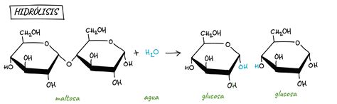 Esquema químico básico mostrando la hidrólisis de la sacarosa en fructosa y glucosa