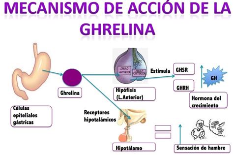 Infografía sobre la hormona ghrelina y su relación con el apetito y el metabolismo