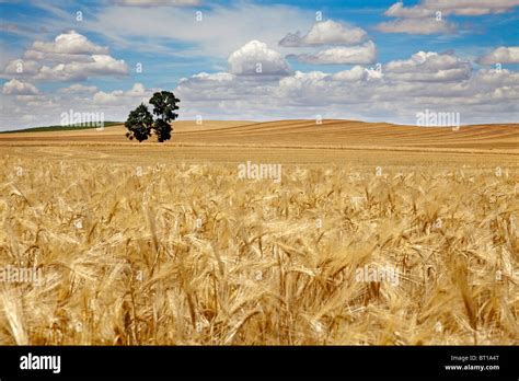 Campo de trigo en Aragón, España