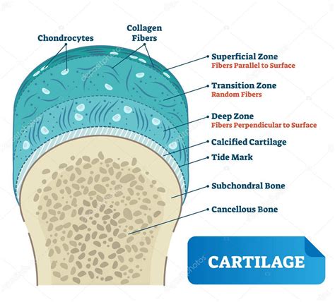 Esquema: Colágeno y estructura del cartílago