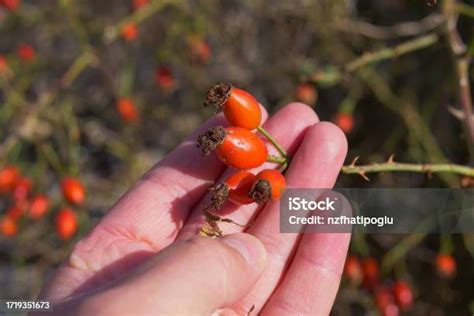 Foto de frutos de rosa mosqueta maduros y un rosal silvestre