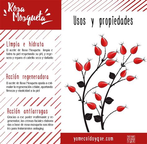 Diagrama de las propiedades químicas del aceite de rosa mosqueta