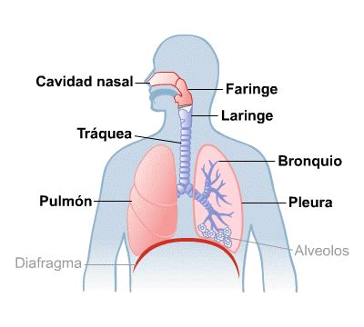 Esquema de las vías respiratorias y los pulmones