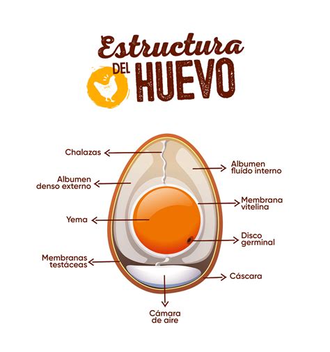 Esquema de las partes del huevo y sus usos en repostería