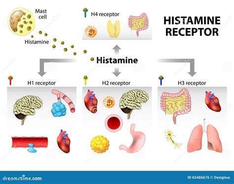 Esquema de la acción de la histamina y cómo los antihistamínicos la bloquean